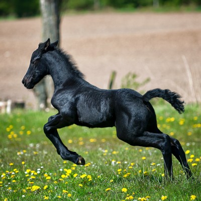 Happiness, Billable Hours and One-Trick Ponies